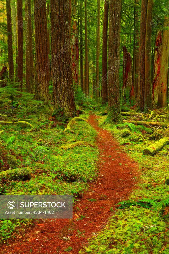 Hiking trail in a forest, Baker Lake Trail, Mt Baker-Snoqualmie National Forest, Washington State, USA