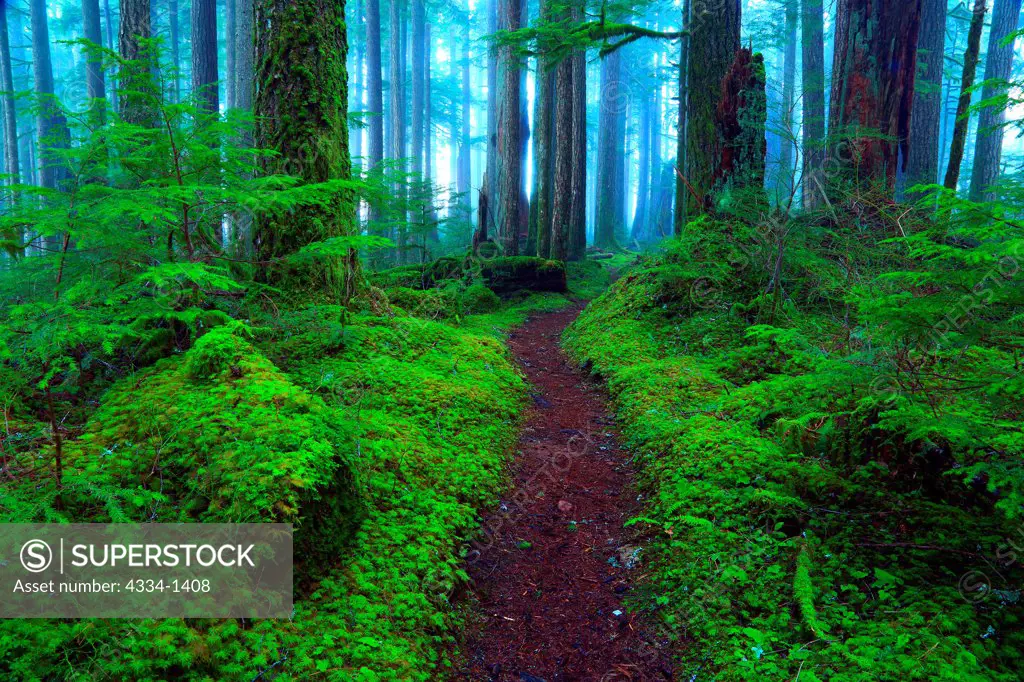Hiking trail in a forest, Baker Lake Trail, Mt Baker-Snoqualmie National Forest, Washington State, USA