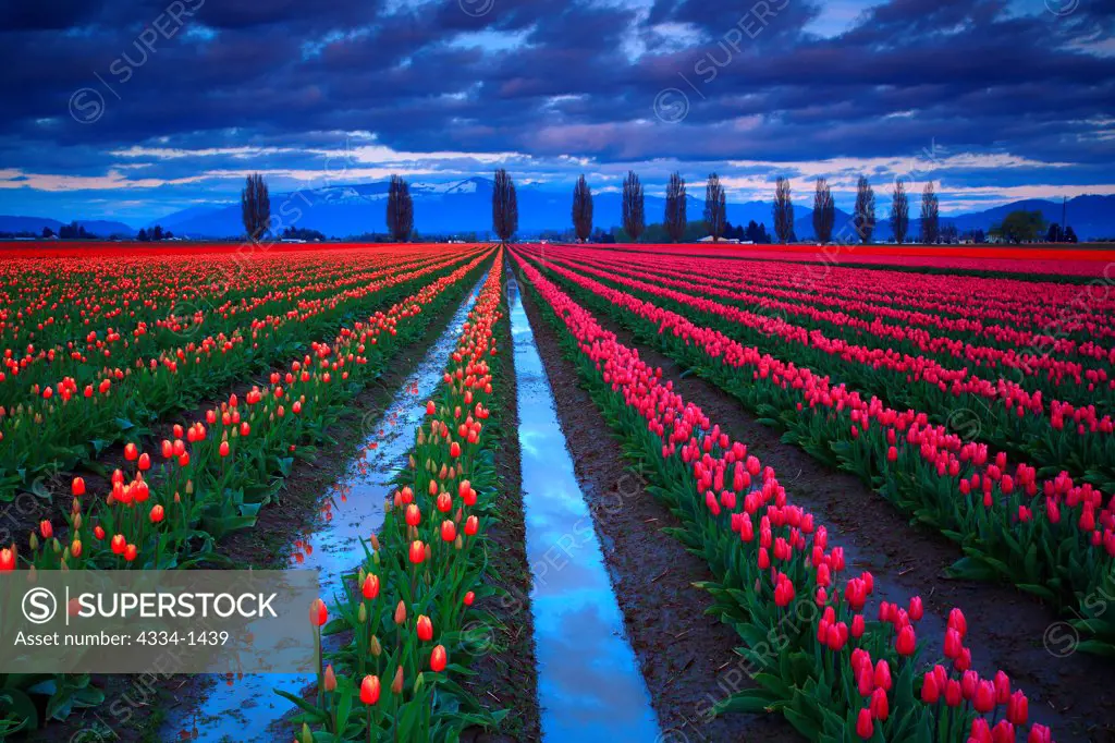 Tulips in a field, Roozengaarde, Mt Vernon, Skagit Valley, Washington State, USA