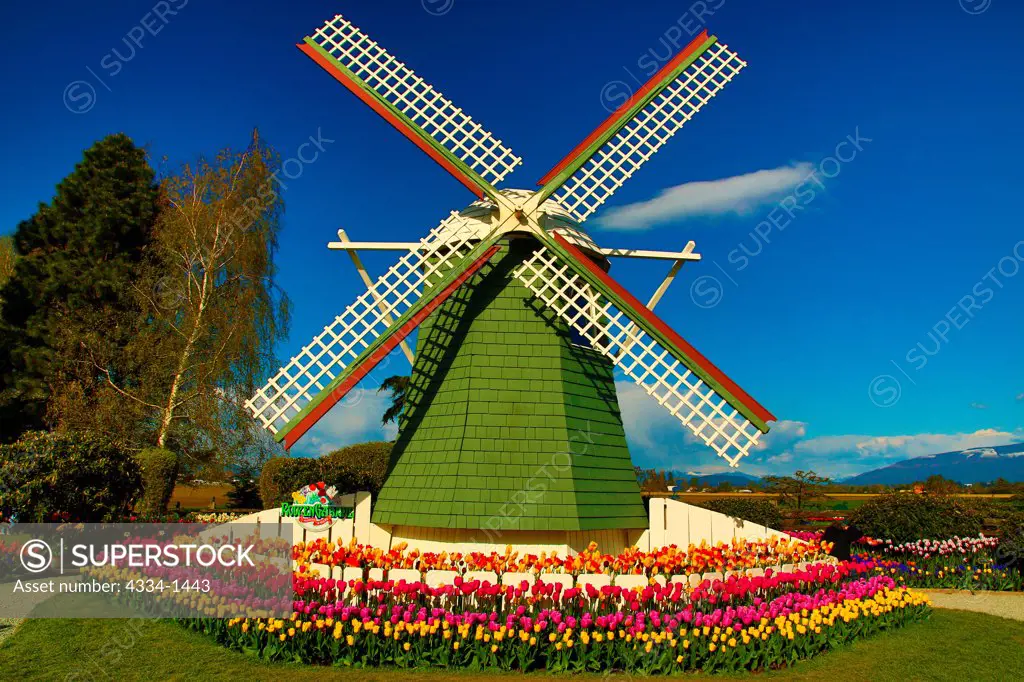 Traditional windmill in a tulip field, Roozengaarde, Mt Vernon, Skagit Valley, Washington State, USA