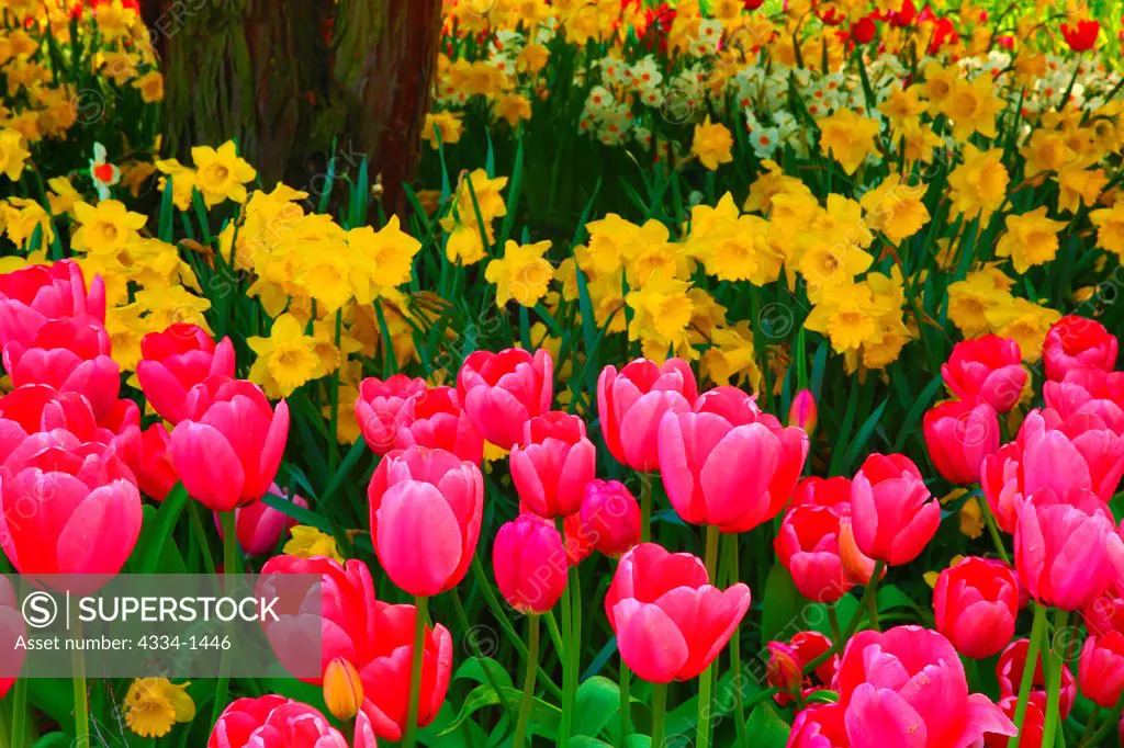 Tulips and Daffodils in a garden, Roozengaarde, Mt Vernon, Skagit Valley, Washington State, USA