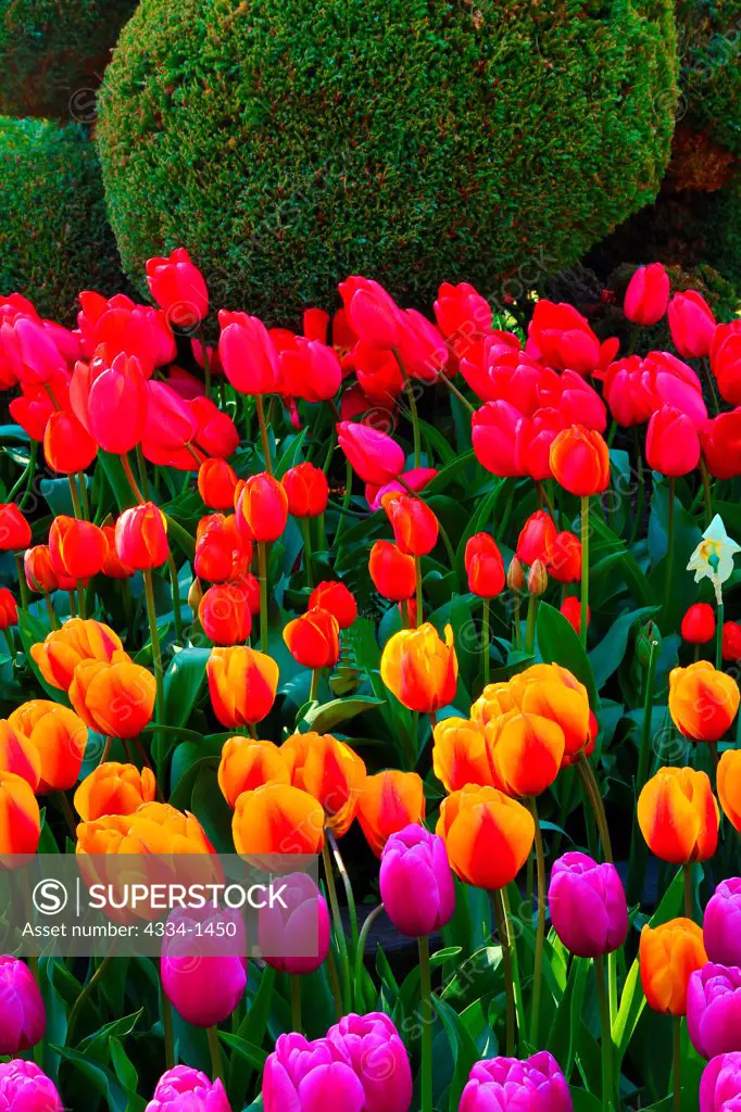 Tulips in a garden, Roozengaarde, Mt Vernon, Skagit Valley, Washington State, USA