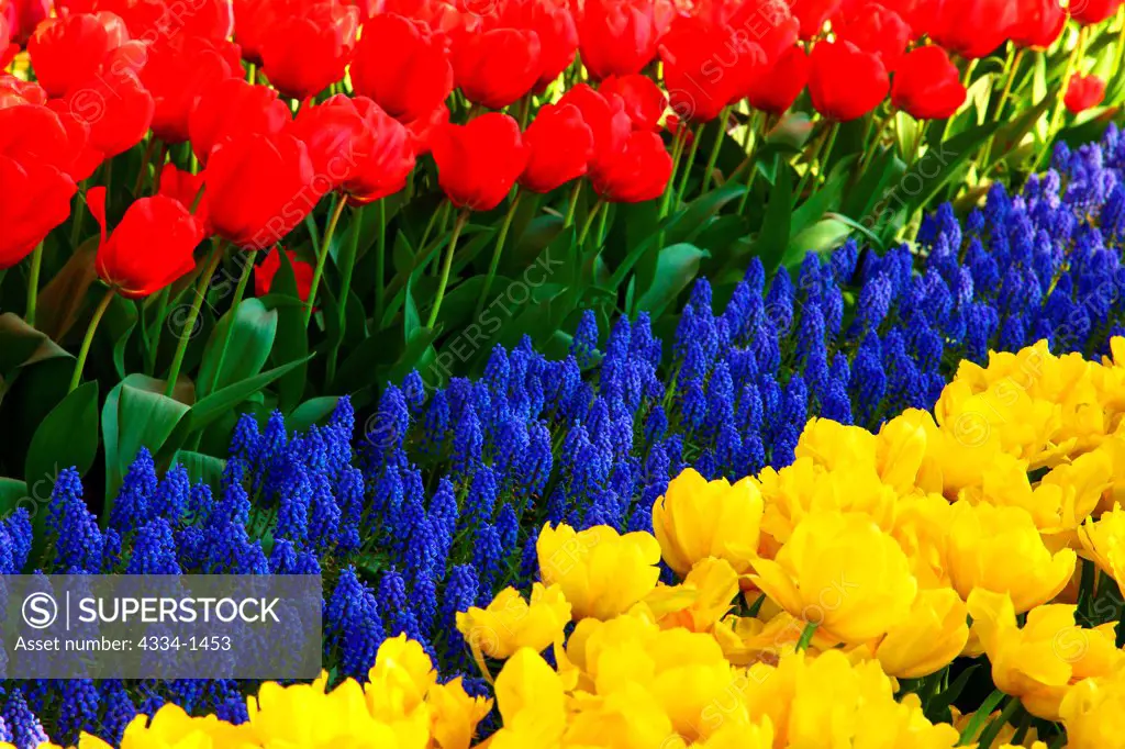 Tulip and Hyacinth flowers in a garden, Roozengaarde, Mt Vernon, Skagit Valley, Washington State, USA