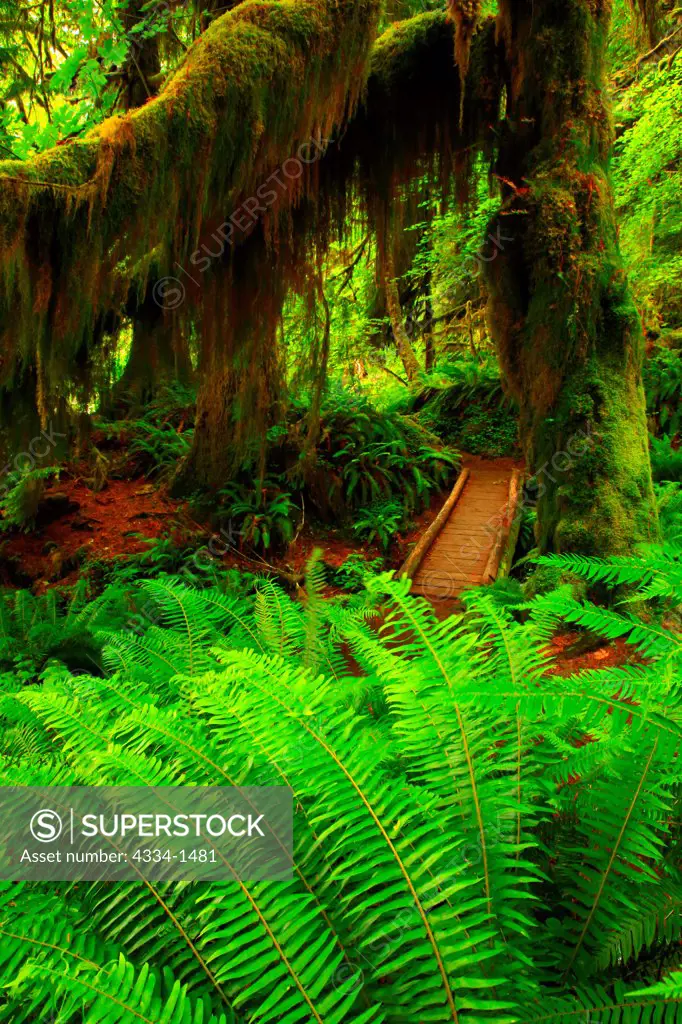 Hoh River Trail sneaks under a giant Mossy Maple in the Hoh Rainforest, Olympic National Park, Washington State, USA