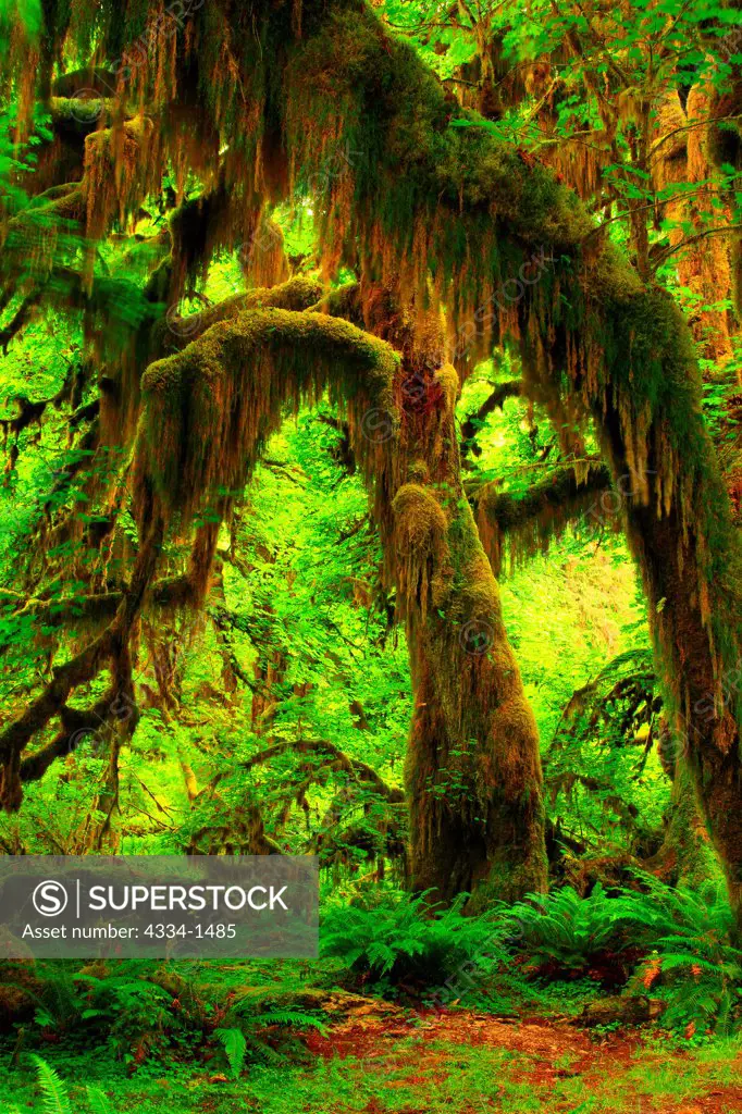 Mossy Maples along the Hall Of Mosses Trail, Hoh Rain Forest, Olympic National Park, Washington State, USA