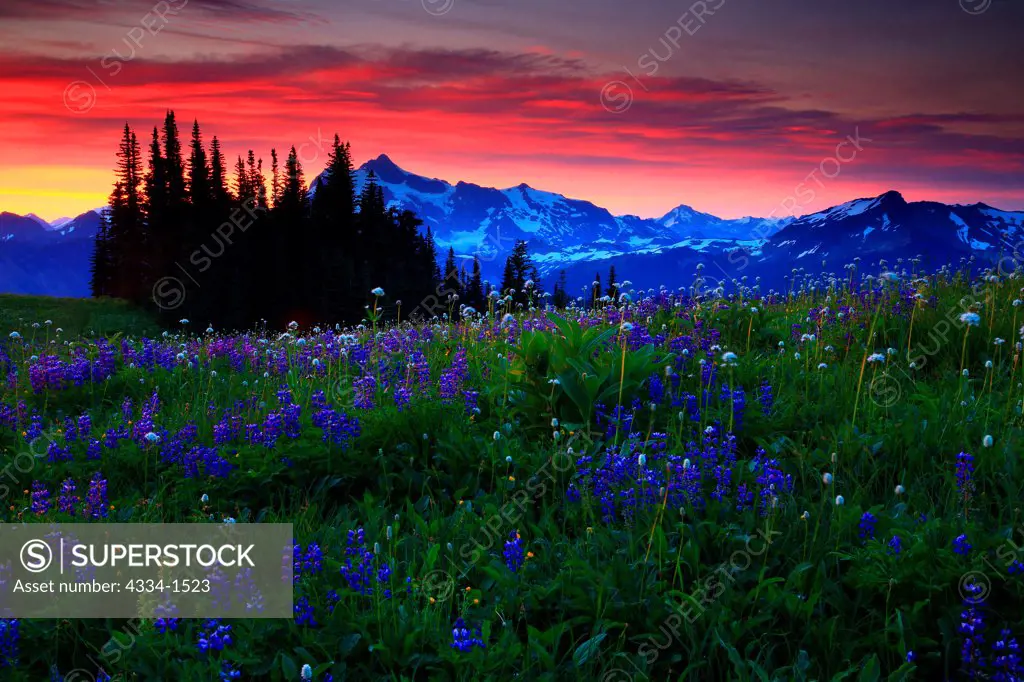 Wildflowers and Mt Shuksan from Skyline Divide, Mt Baker Wilderness, Mt Baker-Snoqualmie National Forest, Washington State, USA