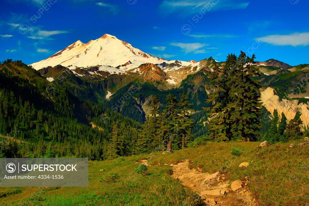 Trees on a landscape with mountain range in the background, Mt Baker, Lake Ann Trail, Mt Baker Wilderness, Washington State, USA