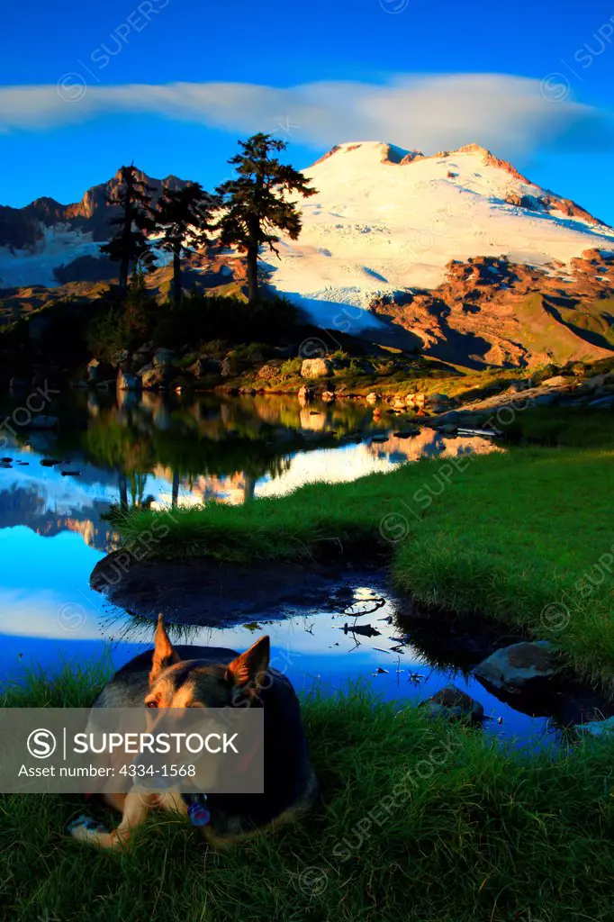 German Shepherd dog resting in a park with mountain in the background, Mt Baker, Mt Baker National Recreation Area, Mt Baker-Snoqualmie National Forest, Washington, USA