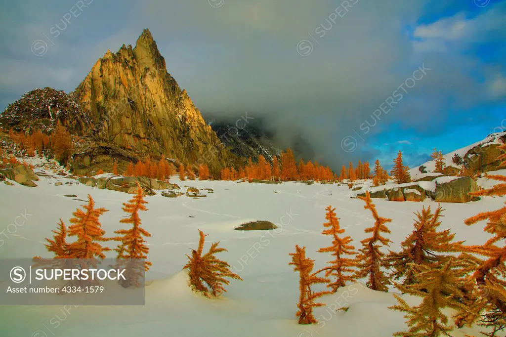 Golden Larch trees in snow with mountain peak in the background, Prusik Peak, Alpine Lakes Wilderness, Washington State, USA