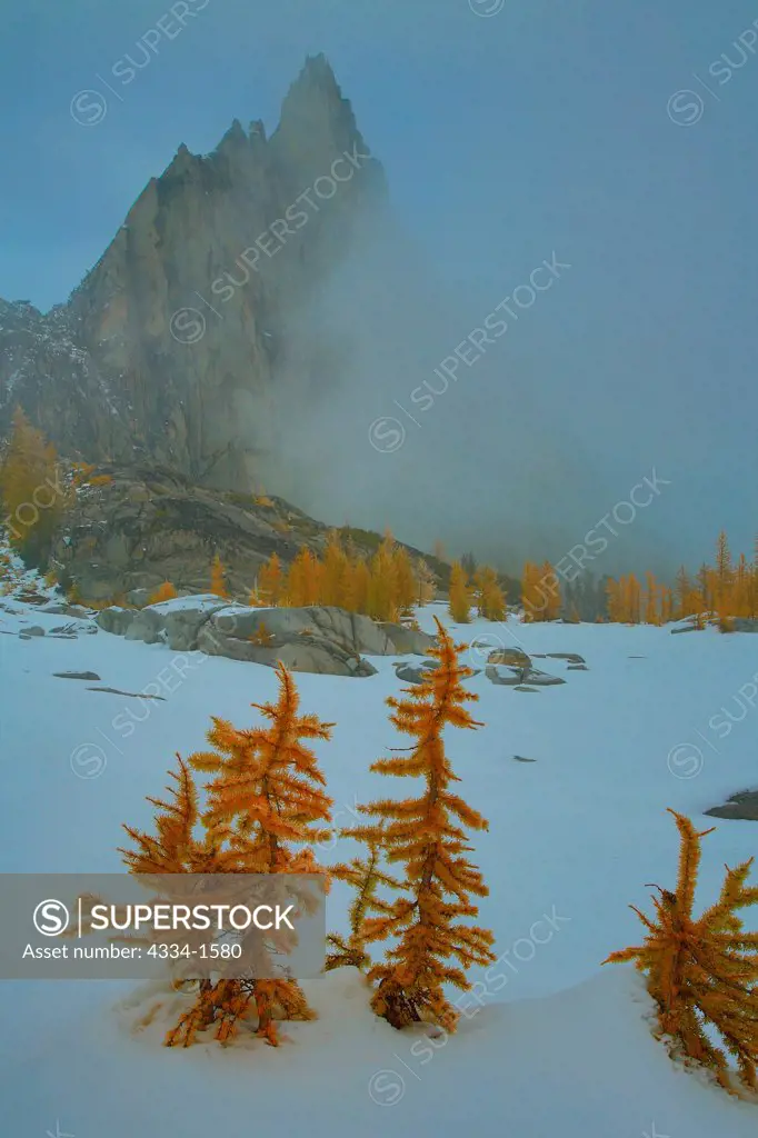 Golden Larches trees in snow with mountain peak in the background, Prusik Peak, Alpine Lakes Wilderness, Washington State, USA