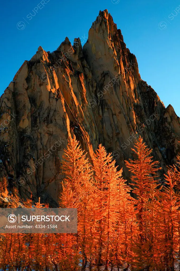 Golden Larch trees with mountain peak in the background, Prusik Peak, Alpine Lakes Wilderness, Washington State, USA