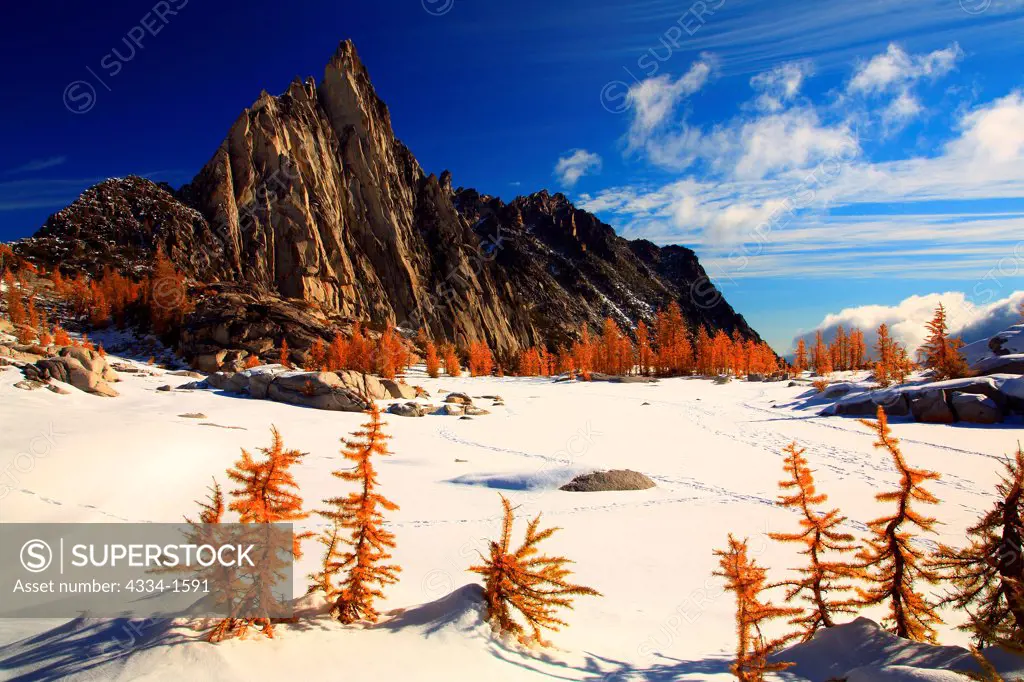 Golden Larch trees in snow with mountain peak in the background, Alpine Lakes Wilderness, Washington State, USA