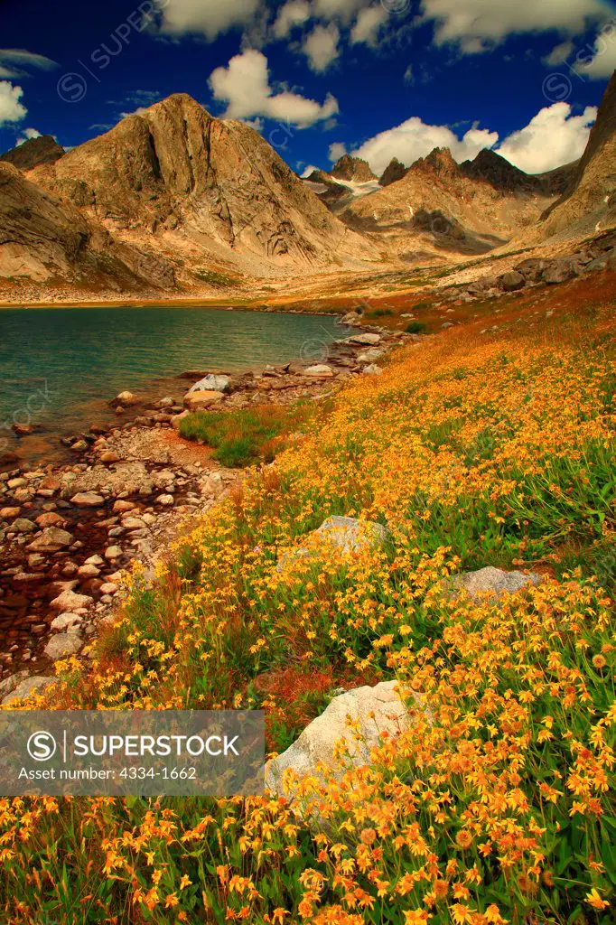 USA, Wyoming, Wildflowers and Upper Titcomb Lake with peaks of Upper Titcomb Lakes Basin in Bridger Wilderness of Bridger-Teton National Forest in Wind Rivers Range
