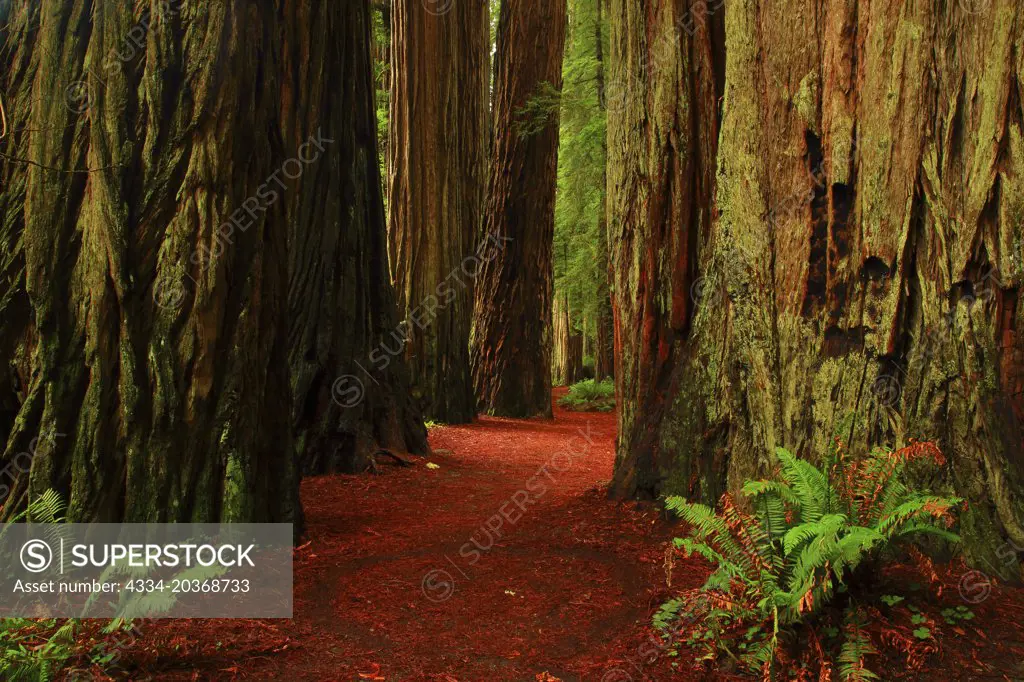 Giant Redwoods In the Stout Grove in Jedediah Smith Redwoos Stata Park in California