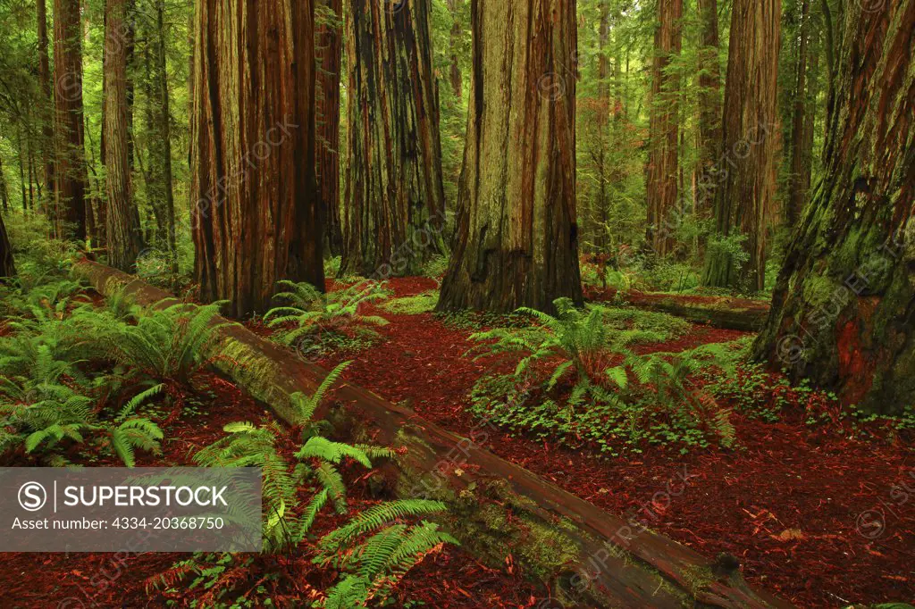 Giant Redwoods In the Stout Grove in Jedediah Smith Redwoos Stata Park in California