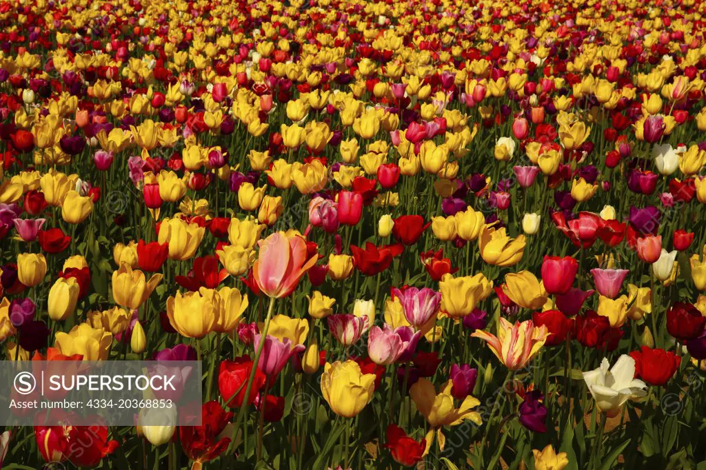 Tulips andTulip Fields from Wooden-Shoe Tulip Farm in Woodburn Oregon