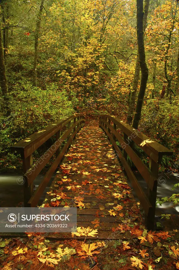 Fall Color With a Hiking Bridge Over Bridal Veil Creek in Bridal Veil Falls State Park in The Columbia IRver Gorge National Scenic Area of Oregon