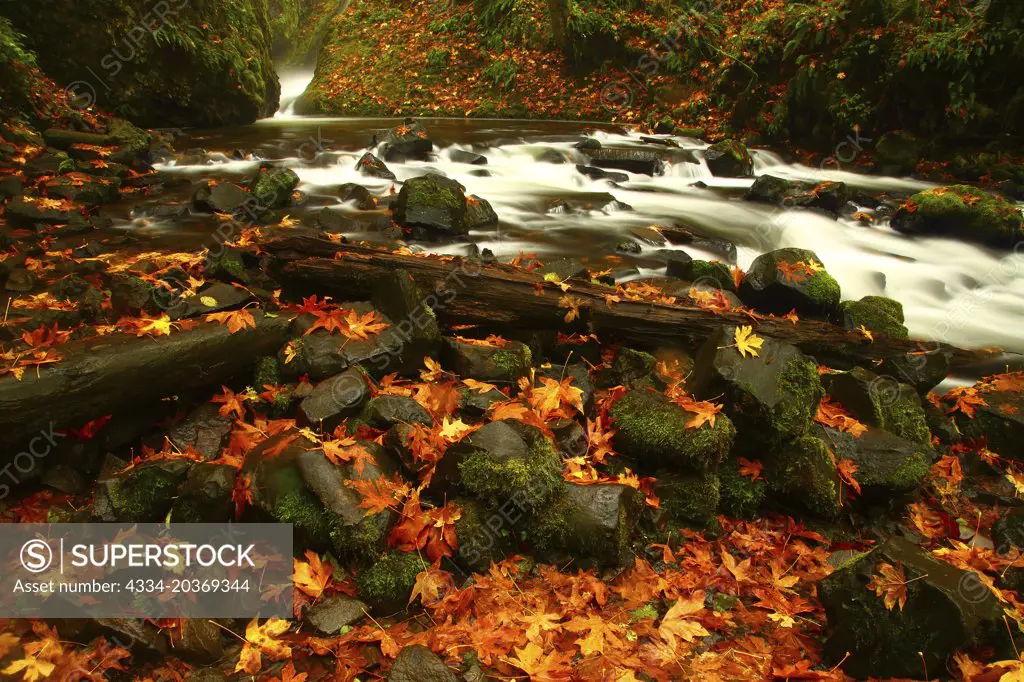 Fall Leaves and Bridal Viel Creek From Bridal Veil Falls State Park in the Columbia River Gorge National Scenic Area of Oregon