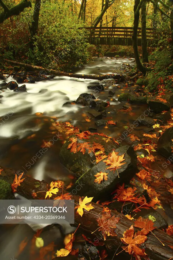 Fall Leaves and Bridal Viel Creek With Hiking Bridge From Bridal Veil Falls State Park in the Columbia River Gorge National Scenic Area of Oregon