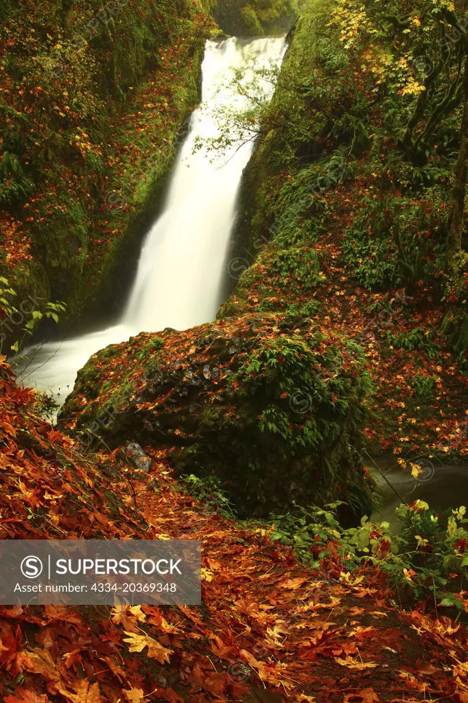 Fall Leaves and Bridal Viel Falls From Bridal Veil Falls State Park in the Columbia River Gorge National Scenic Area of Oregon