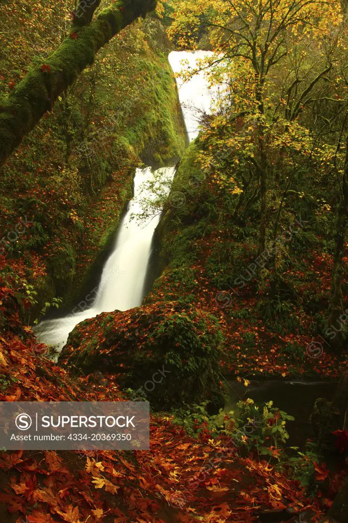 Fall Leaves and Bridal Viel Falls From Bridal Veil Falls State Park in the Columbia River Gorge National Scenic Area of Oregon