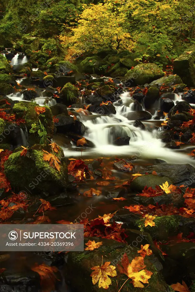 Starvation Creek and Fall Color From Starvation Creek State Park in the Columbia River Gorge National Scenic Area in Oregon
