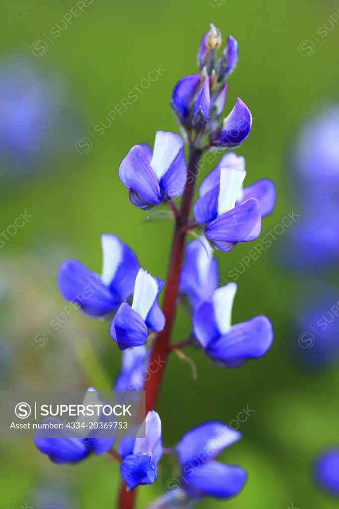 Lupine Wildflower in The Paradise Area of Mt Rainier National Park in Washington