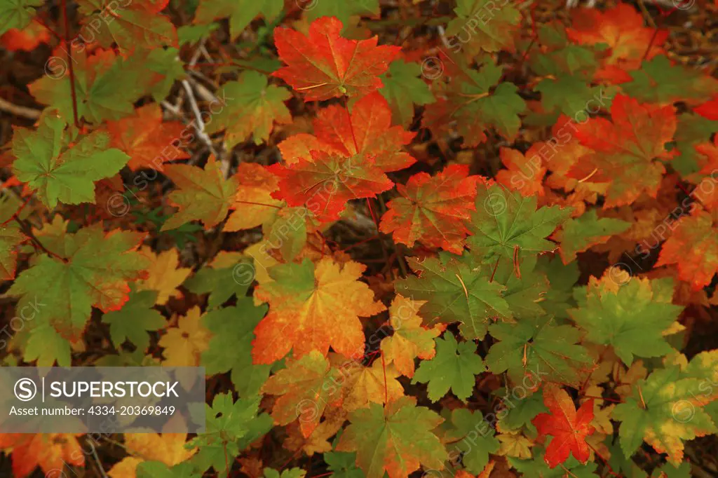 Fall Maple Leaves in the Wenatchee National Forest of Washington