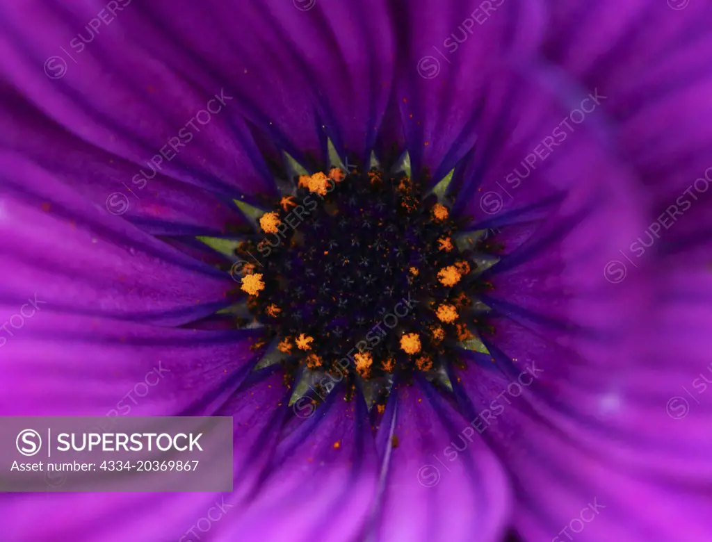 Macro Closeup of a Puple Garden Flower From Mukilteo Washington