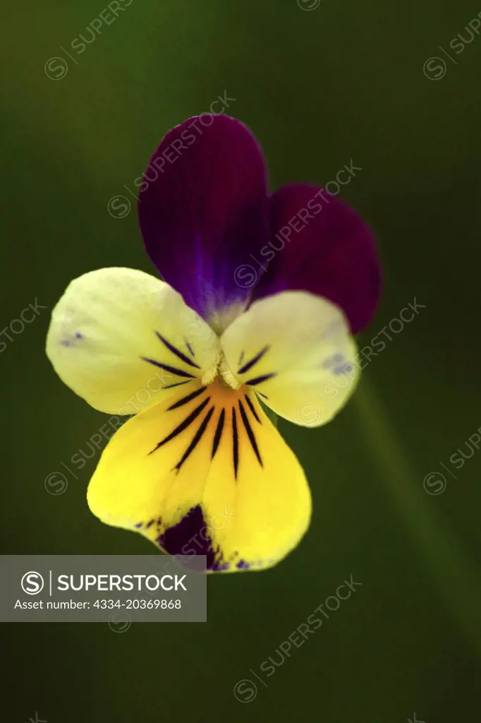 Macro Photograph Viola Flower From Mukiltoe Washington 