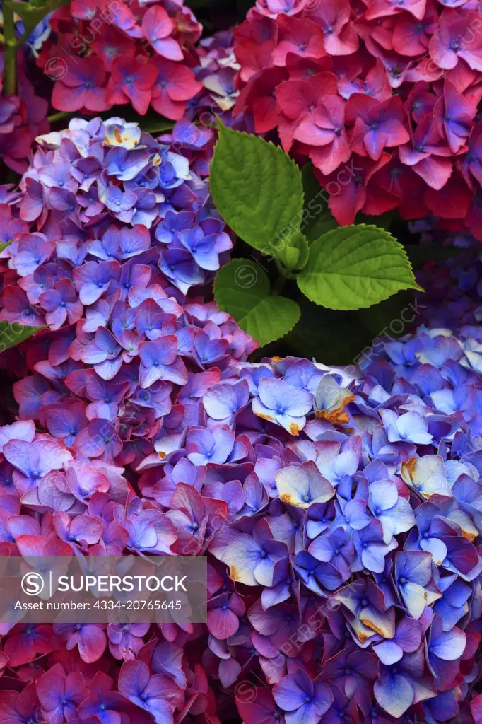 Pink and Purple Hydrangea Flowers in Bloom From Cannon Beach Oregon