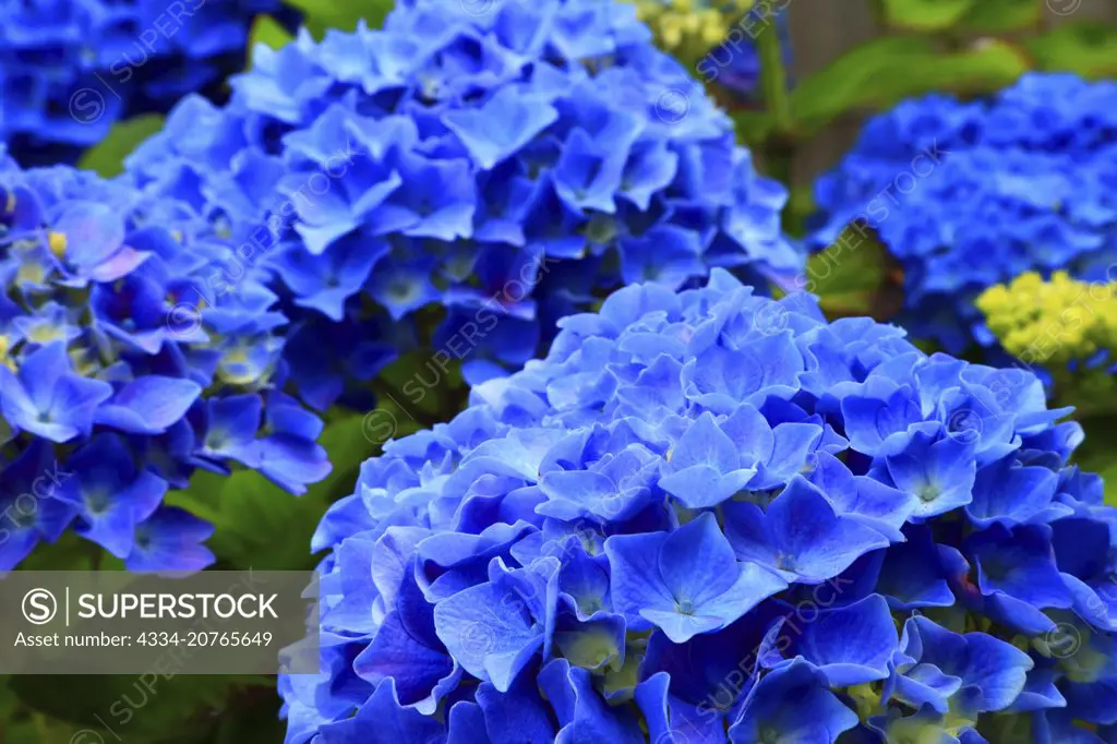 Blue Hydrangea Flowers in Bloom From Cannon Beach Oregon