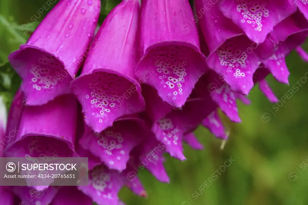 Macro Closeup of Foxglove Wildflowers From Ecola State Park on the Oregon Coast