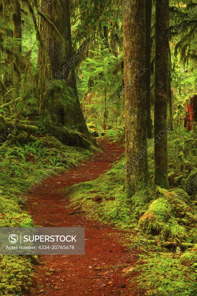 The Pocket Rainforest of Baker Lake Trail in the Mt Baker-Snoqualmie National Forest in Washington