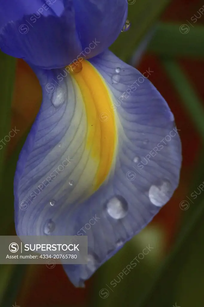 Macro Closeup Photograph of Raindrops on a Purple Iris From Mukilteo Washington