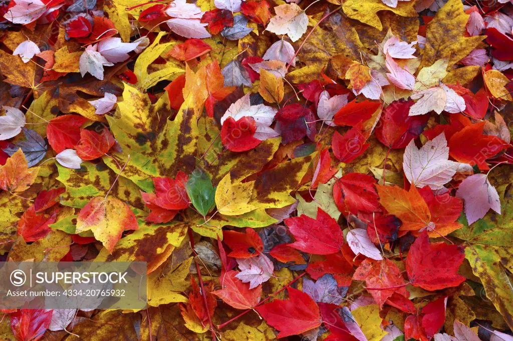 A Colorful Pile of Autumn Fall Leaves From Mukilteo Washington
