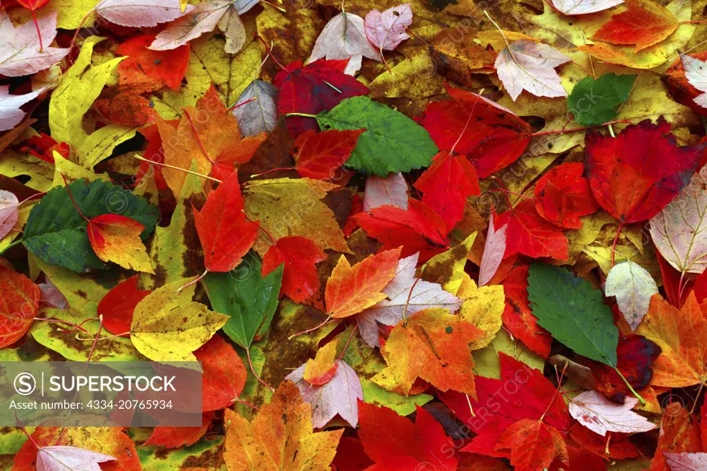 A Colorful Pile of Autumn Fall Leaves From Mukilteo Washington