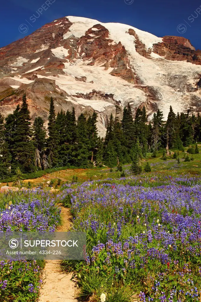 Lupine and other wildflowers and Mount Rainier, at Paradise Meadows, Mount Rainier National Park, Washington.