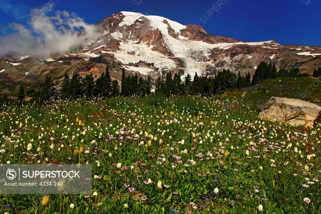 Wildflowers and Mount Rainier, at Paradise Meadows, Mount Rainier National Park, Washington.