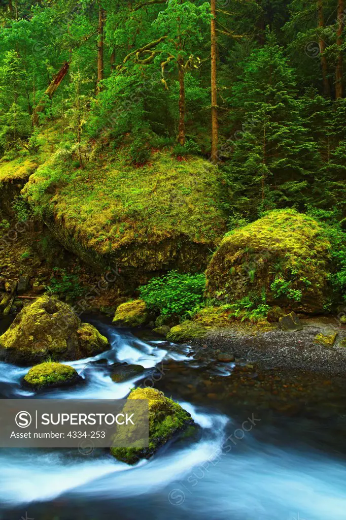 Tanner Creek, which feeds the Wahclella Falls, in the Columbia River Gorge National Scenic Area, Oregon.