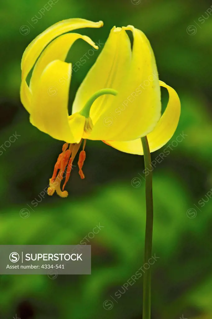 Yellow Glacier Lily in Silver Falls State Park, Oregon.