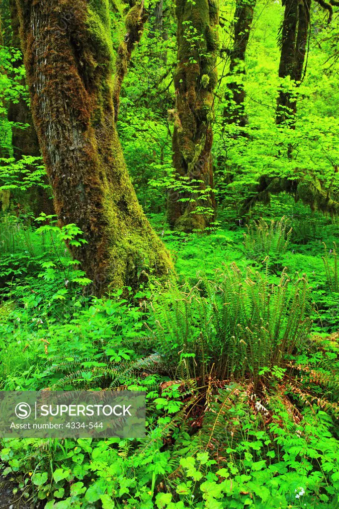 Forest scene in Silver Falls State Park, Oregon.