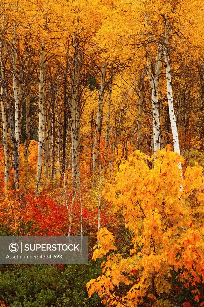 Aspens showing bright fall color.