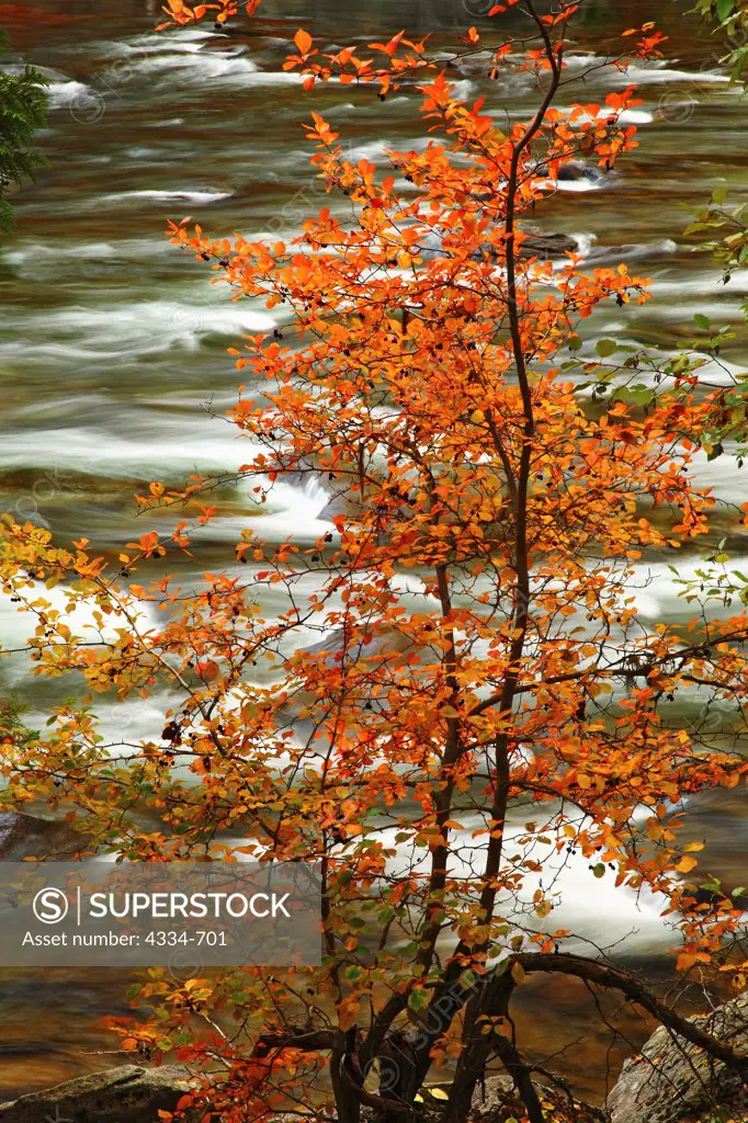 Tree showing fall color on the Wenatchee River in Tumwater Canyon.