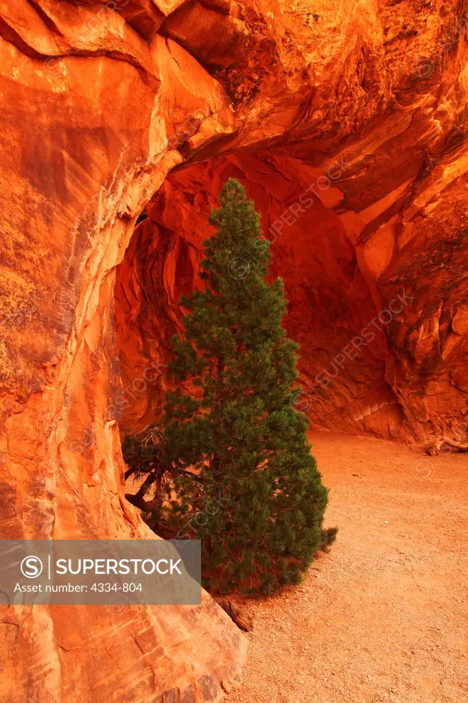Lone Tree in Private Arch