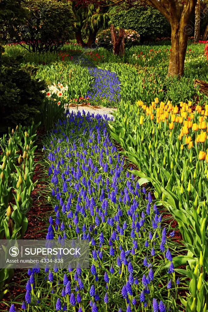 Grape Hyacinths Form Path Through Tulips at Roozengaarde