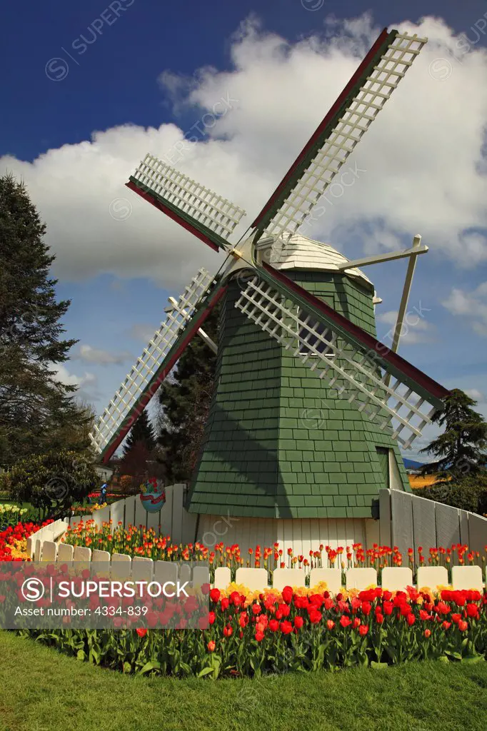 A Windmill Surrounded by Tulips at Roozengaarde