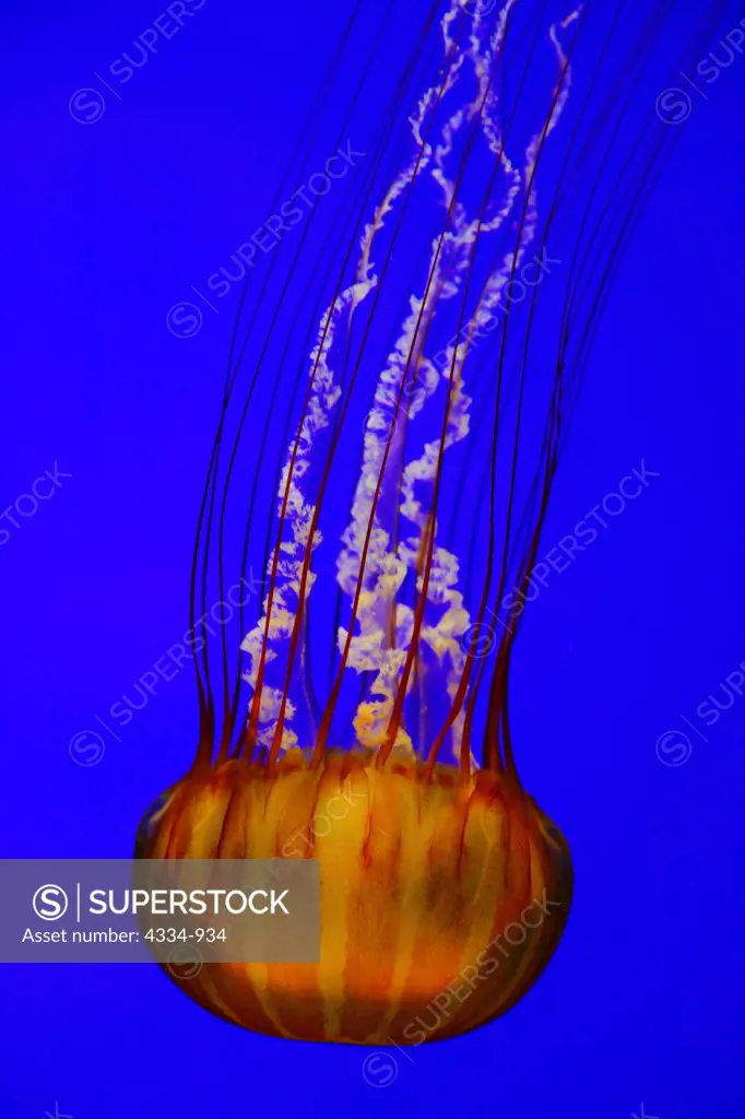 Jellyfish, or Atlantic Sea Nettle, in Aquarium