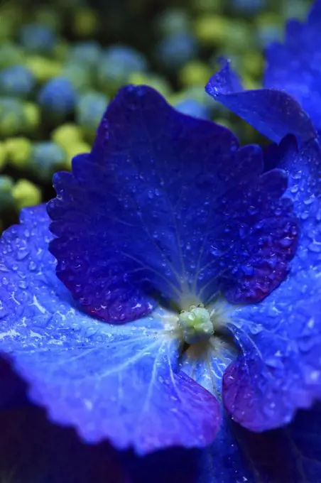 Macro Closeup of Blue Hydrangea Flowers in Bloom From Cannon Beach Oregon