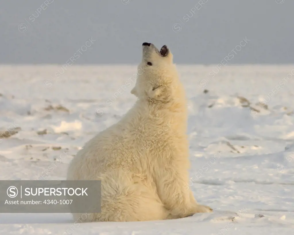 Polar Bear Cub Looks Up As an Airplane Flies Overhead